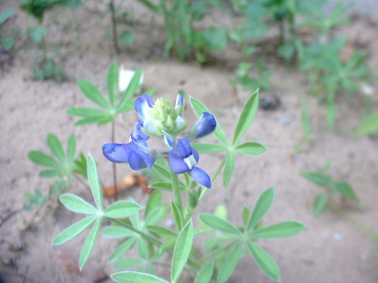 Lupinus texensis